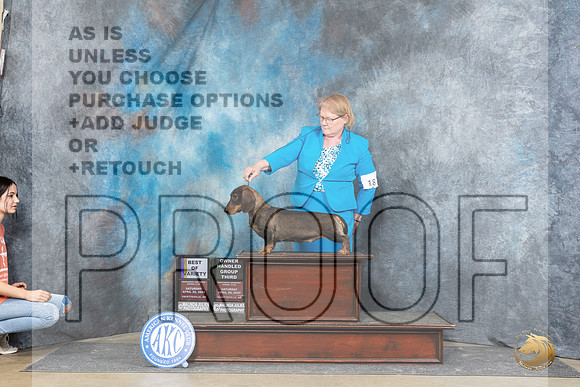 Dachshund Wirehaired #18 Sat BOV Judge Carolyn Herbel OHG3 Judge Charles Olvis__JP_5356_Fayetteville2024_HR3