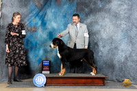 Greater Swiss Mountain Dog #5 Sat G1 Judge Elizabeth Muthard