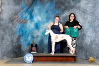 Ibizan Hound #16? Sat BOWM Judge Elizabeth Muthard