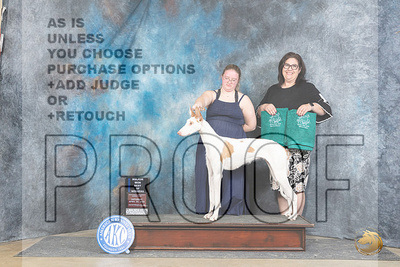 Ibizan Hound #16? Sat BOWM Judge Elizabeth Muthard__JP_5420_Fayetteville2024_HR3