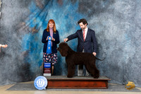 Irish Water Spaniel #6 Sat G1 Judge Linda Hurlebaus