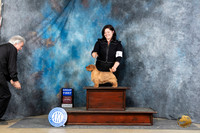 Norfolk Terrier #5 Sat G1 Judge Denny Mounce