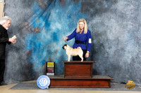 Pug #12 Sat G3 Judge Elizabeth Muthards