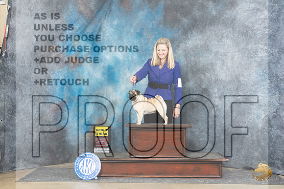 Pug #12 Sat G3 Judge Elizabeth Muthards__JP_5316_Fayetteville2024_HR3