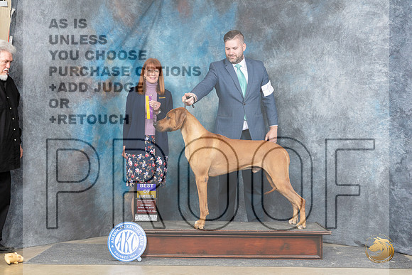 Rhodesian Ridgeback #17 Sat BOB Judge Linda Hurlebaus__JP_5338_Fayetteville2024_HR3