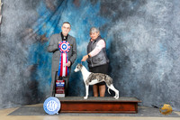 Whippet #16 Sat BIS Judge C Michael Benson