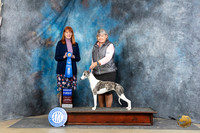 Whippet #16 Sat G1 Judge Linda Hurlebaus