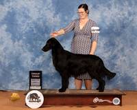 Flat Coated Retriever #7 Sun G3 Judge Daniel Dowling