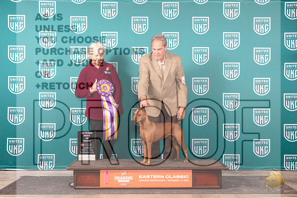 German Pinscher #101 Sun ABIS Judge Kathryn Baxter__JP_2509_UKCEastern_2024_HR3