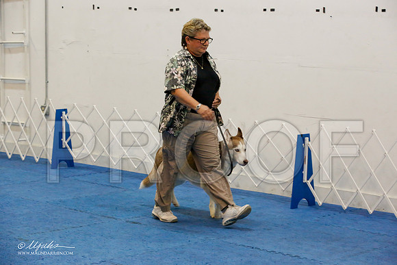 _M3_7857-AddisonHuskyMar2015-HR3