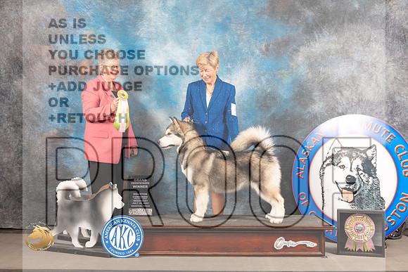 Alaskan Malamute #6 WED BSweeps Judge Slyvie Mcgee_MJ_2359_Houston_2022_HR3