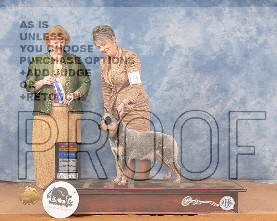 Australian Cattle Dog #18 Mon BOSBOW Judge Betty PollockMMJ_0246_NRKC2022_HR3