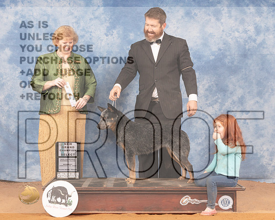 Australian Cattle Dog #30 Mon SB Judge Betty PollockMMJ_0251_NRKC2022_HR3