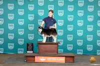 Alaskan Klee Kai #388 Sun BOW Judge Sharon Griffin