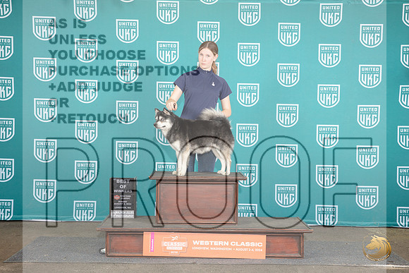 Alaskan Klee Kai #388 Sun BOW Judge Sharon Griffin__JP_2027_Longview WA_2024_HR3