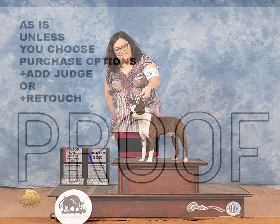 Boston Terrier #29 Mon WBBOS Judge Dan DowlingMMJ_0382_NRKC2022_HR3