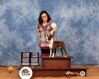 Boston Terrier #29 Mon WBBOS Judge Dan Dowling