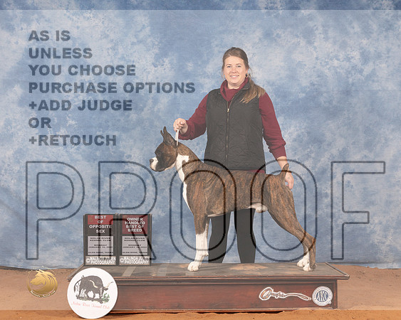 Boxer #35 Mon BOSOHBOB Judge John LucasMMJ_0282_NRKC2022_HR3