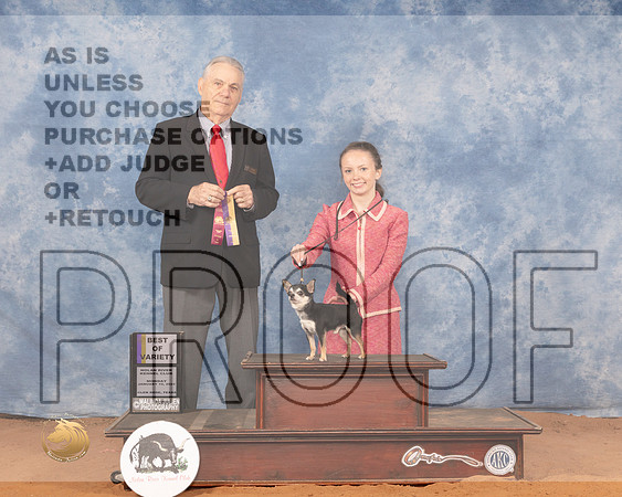 Chihuahua Smooth #9 Mon BOV Judge Phillip BriascoMMJ_0318_NRKC2022_HR3
