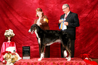 Borzoi Sat S1 G3 New Ch Karin Todd Judge John Booth
