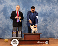Chihuahua Smooth #9 Mon BOWBOV Judge Phillip Briasco