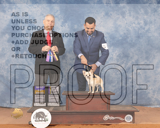 Chihuahua Smooth #9 Mon BOWBOV Judge Phillip BriascoMMJ_0308_NRKC2022_HR3