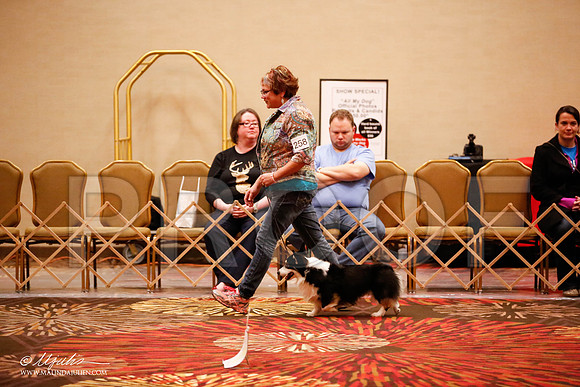 _JJ_7611-HstnCorgiFeb2015-HR3