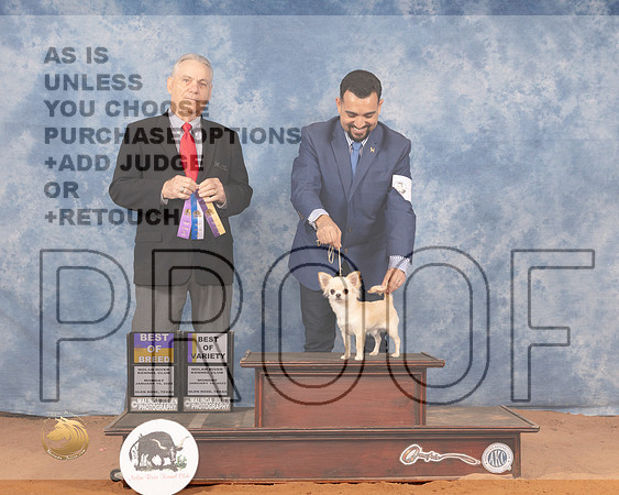 Chihuahua Smooth #9 Mon BOWBOV Judge Phillip BriascoMMJ_0312_NRKC2022_HR3