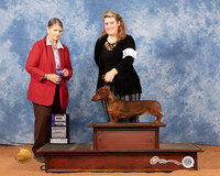 Dachshund Smooth #20 Sun WB Judge Cathy De La Garza