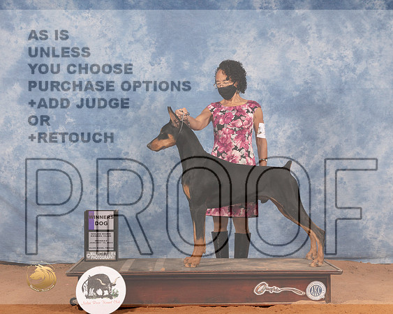 Doberman Pinscher #11 Mon WD Judge Gary SparschuMMJ_0331_NRKC2022_HR3