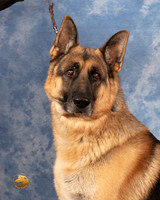 German Shepherd Dog Doc
