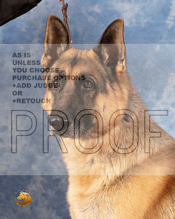German Shepherd Dog DocMMJ_0368_NRKC2022_HR3