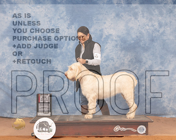 Spinone Italiano #6 Mon BOS Judge Helen DorranceMMJ_0297_NRKC2022_HR3