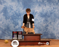 Norfolk Terrier #6 Mon WBBOSOHBOB Judge Carol Jean Nelson