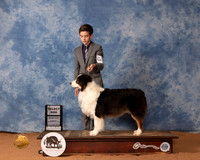 Australian Shepherd #21 Mon SD Judge John Lucas
