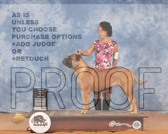 Bullmastiff #6 Mon BOW Judge Cledith WakefieldMMJ_0485_NRKC2022_HR3