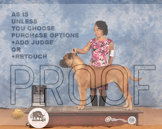 Bullmastiff #6 Mon BOW Judge Cledith WakefieldMMJ_0486_NRKC2022_HR3