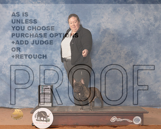 French Bulldog #29 Mon SD Judge Daniel DowlingMMJ_0436_NRKC2022_HR3