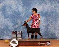 German Pinscher #6 Mon BOSBOW Judge John Lucas
