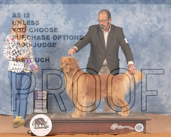 Golden Retriever #15 Mon WD Judge Helen DorranceMMJ_0469_NRKC2022_HR3