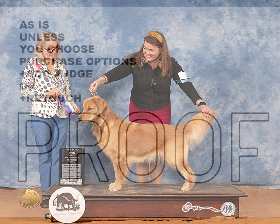 Golden Retriever #46 Mon BOW Judge Helen DorranceMMJ_0466_NRKC2022_HR3