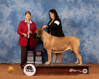 Mastiff #20 Sun BOBOHBOB Judge Cathy De La Garza
