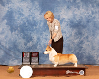 Pembroke Welsh Corgi #43 Mon BOSOHBOB Judge Gary Sparschu