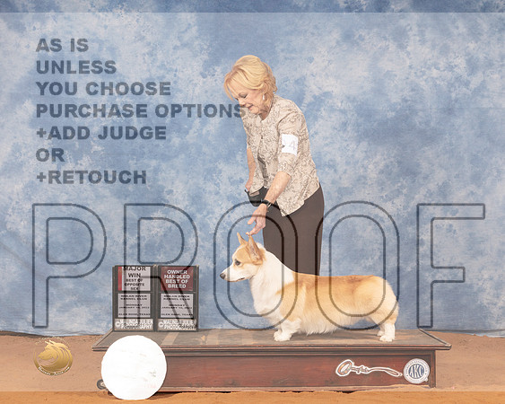Pembroke Welsh Corgi #43 Mon BOSOHBOB Judge Gary SparschuMMJ_0561_NRKC2022_HR3