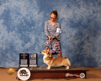 Pembroke Welsh Corgi #54 Mon BOW Judge Gary Sparschu