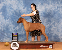 Rhodesian Ridgeback #19 Mon BOB Judge Ronald Horn
