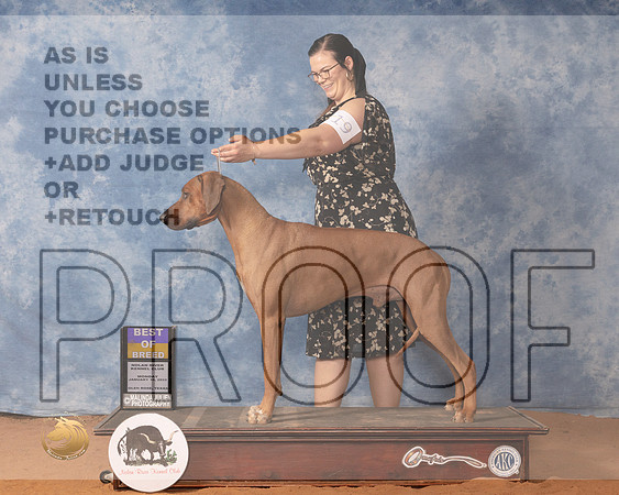 Rhodesian Ridgeback #19 Mon BOB Judge Ronald HornMMJ_0476_NRKC2022_HR3