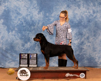 Rottweiler #22 Mon BOBBOW Judge Betty Pollock