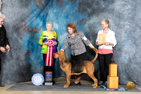 Bloodhound #10 Sat WBBOWBOS Judge Laurie Telfair