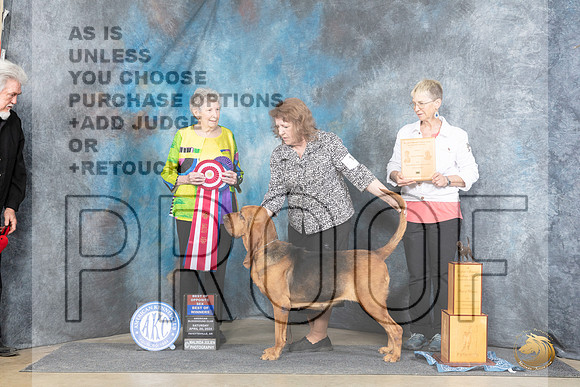 Bloodhound #10 Sat WBBOWBOS Judge Laurie Telfair__JP_5461_Fayetteville2024_HR3